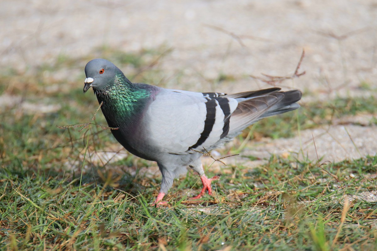 Rock Pigeon (Feral Pigeon) - ML646427235