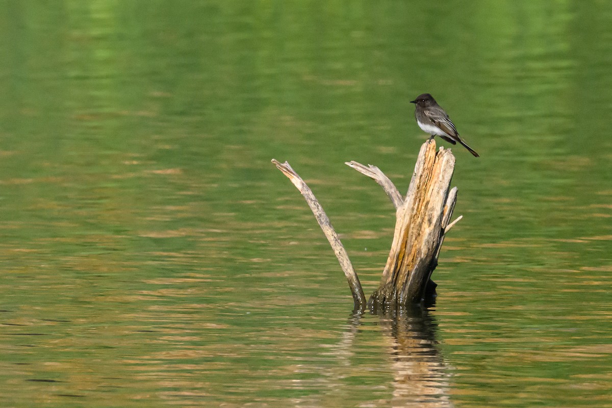 Black Phoebe - ML646427236