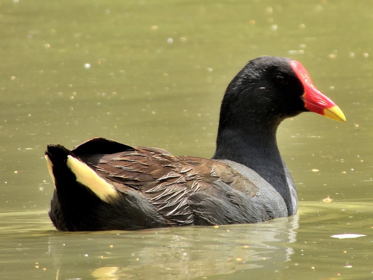 Dusky Moorhen - ML646427237