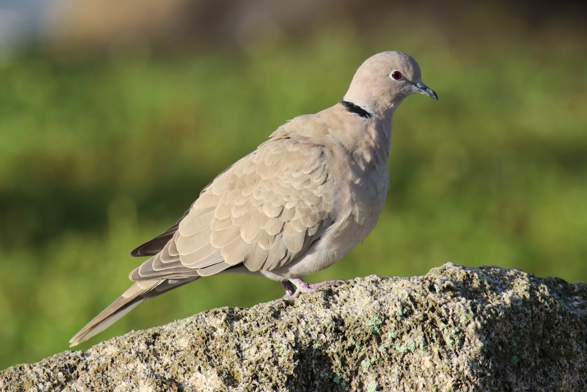 Eurasian Collared-Dove - ML646427240