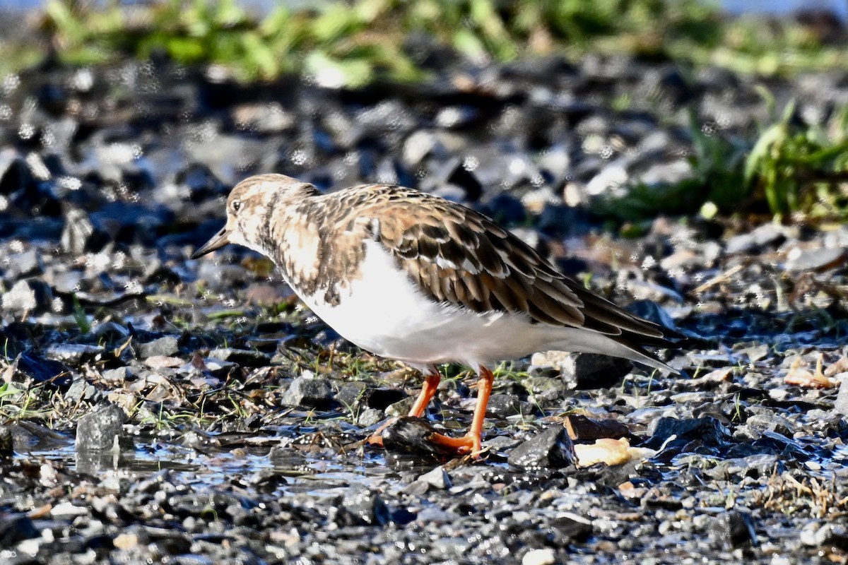 kamenáček pestrý - ML646427241