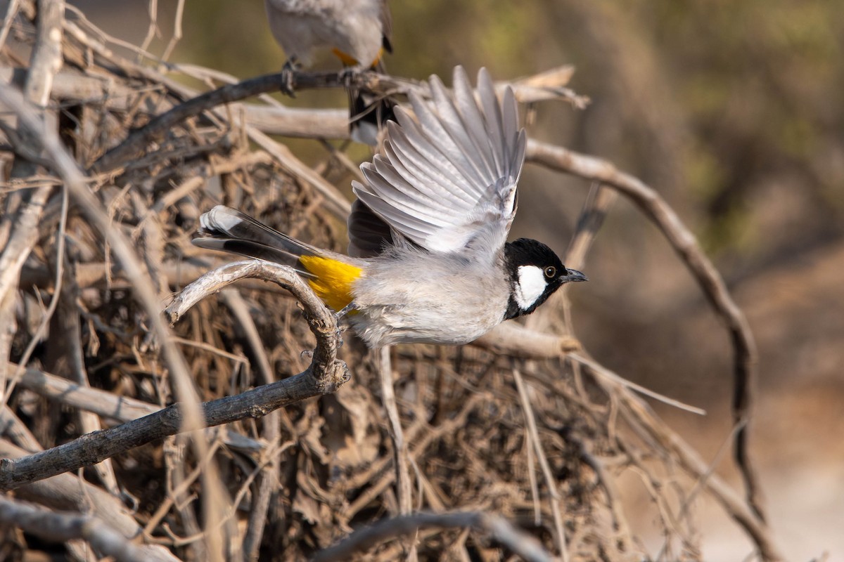 White-eared Bulbul - ML646427242
