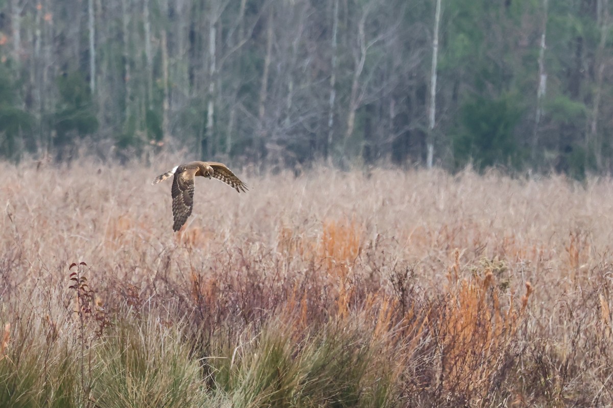Northern Harrier - ML646427244
