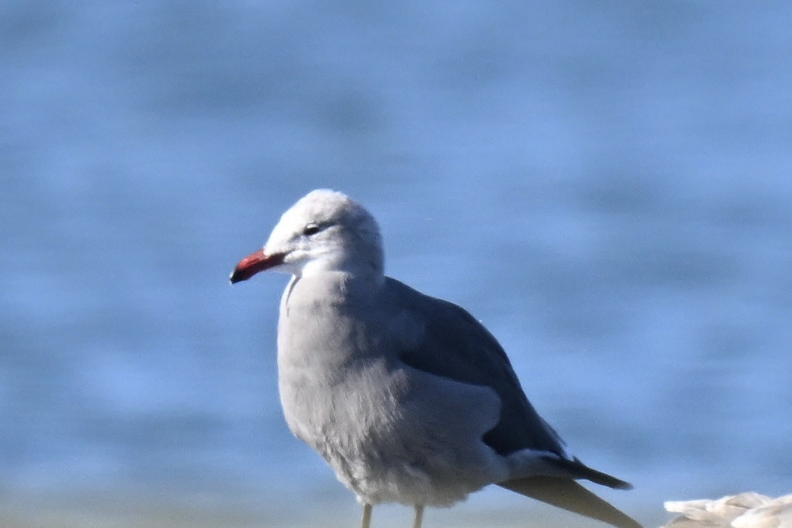 racek mexický - ML646427245