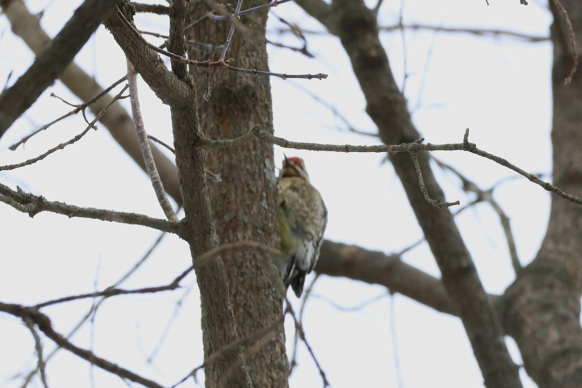 Yellow-bellied Sapsucker - ML646427250