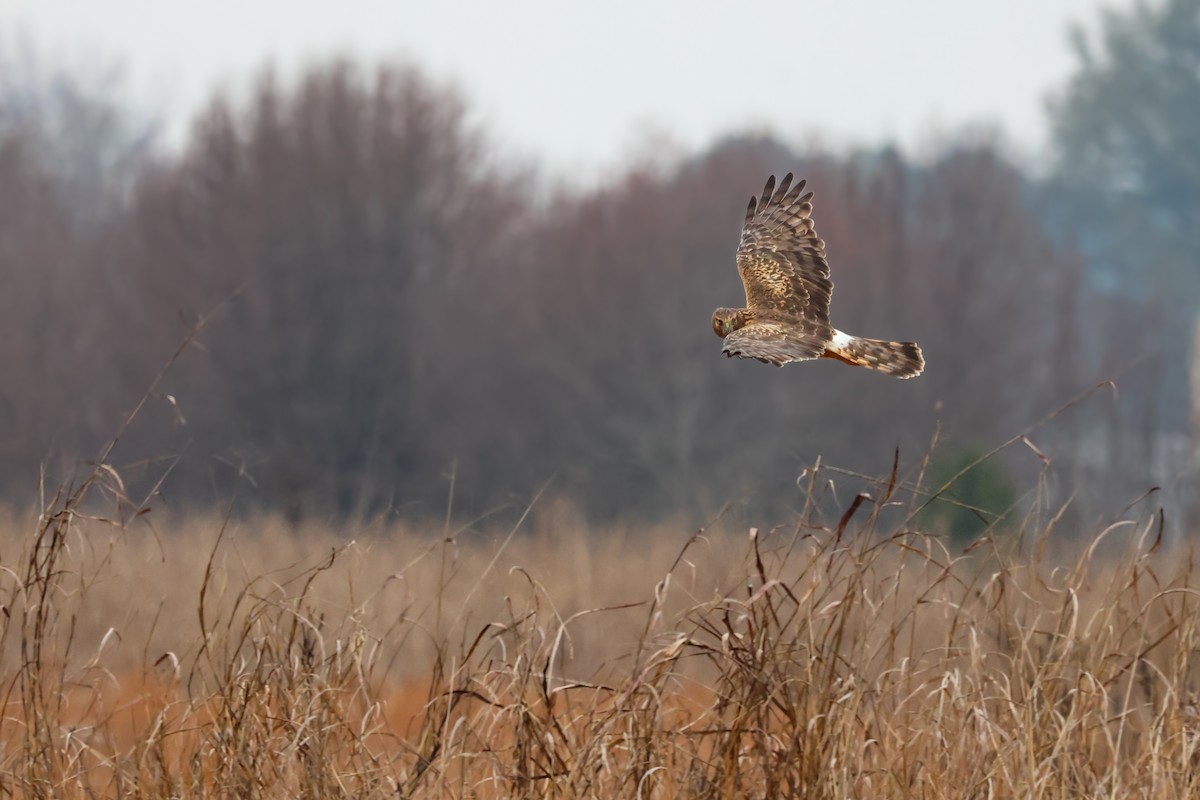 Northern Harrier - ML646427251
