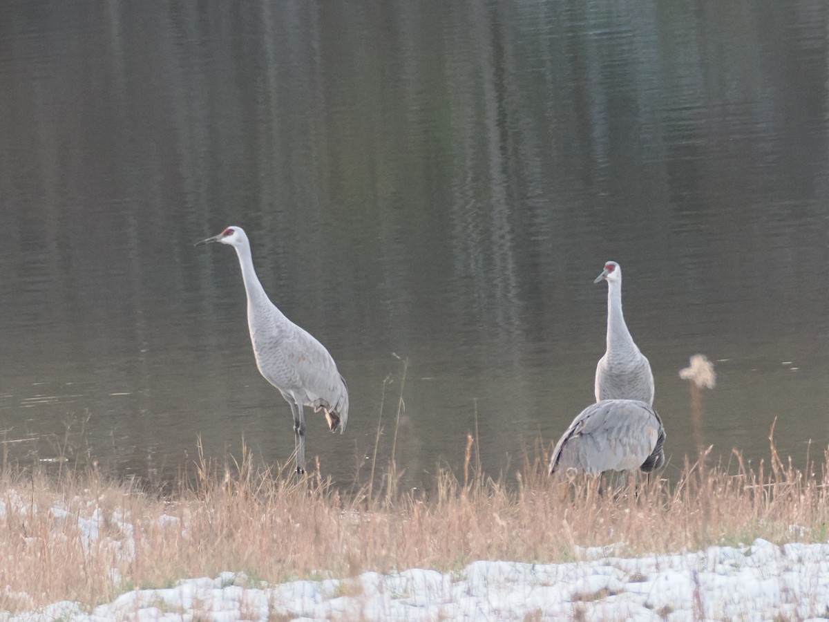 Канадский журавль - ML646427253