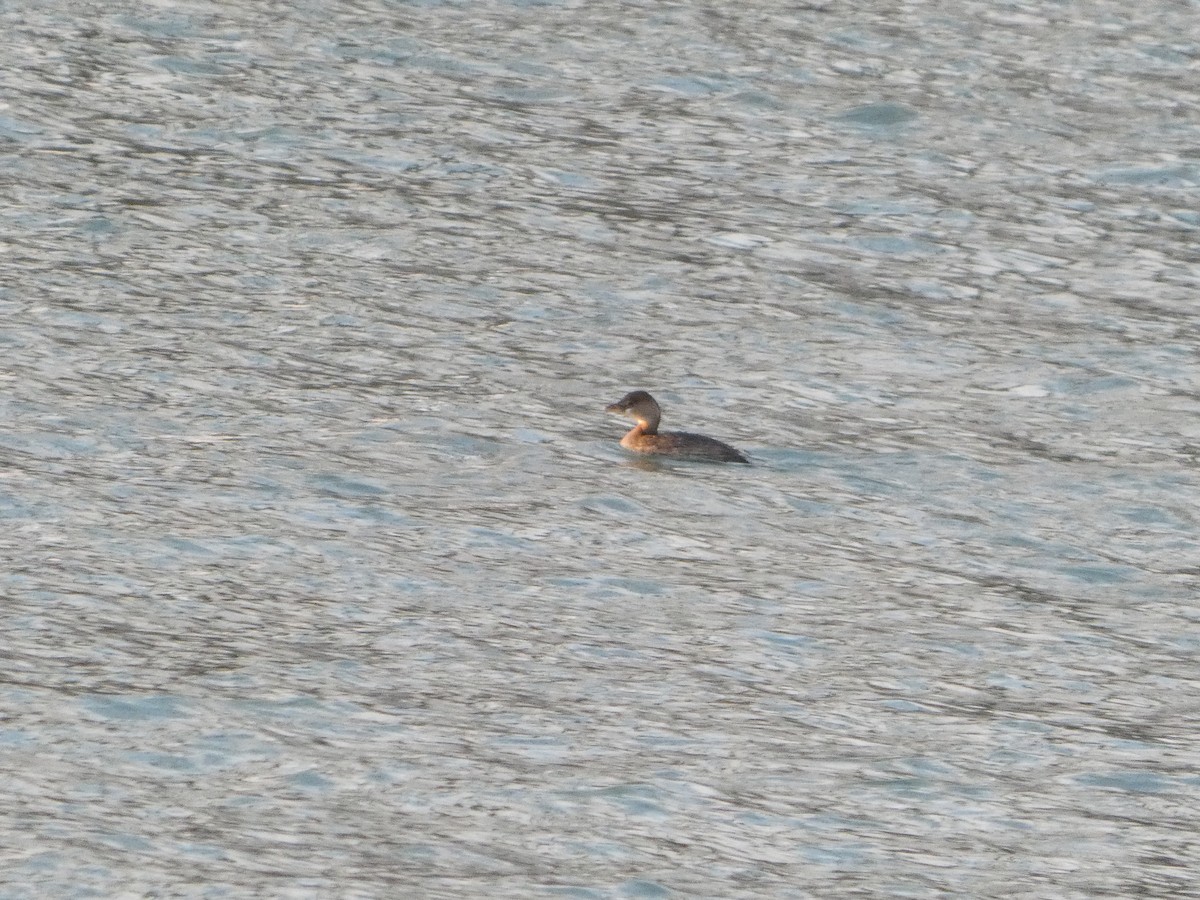Пірникоза рябодзьоба - ML646427255