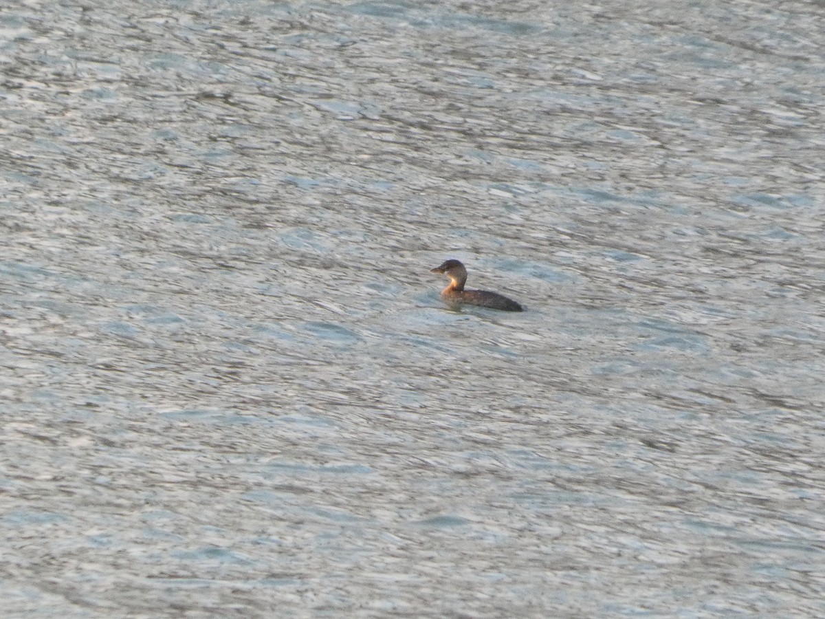 Пірникоза рябодзьоба - ML646427256