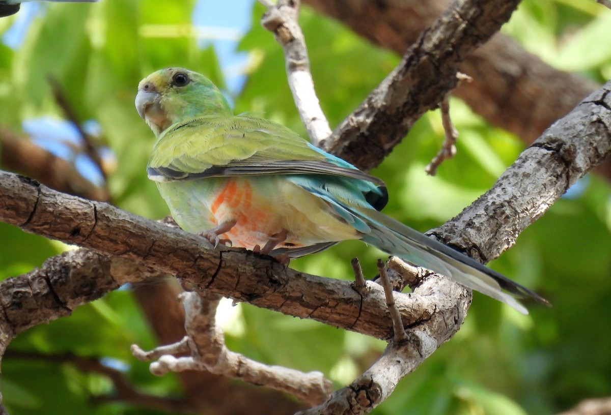 Golden-shouldered Parrot - ML646427257