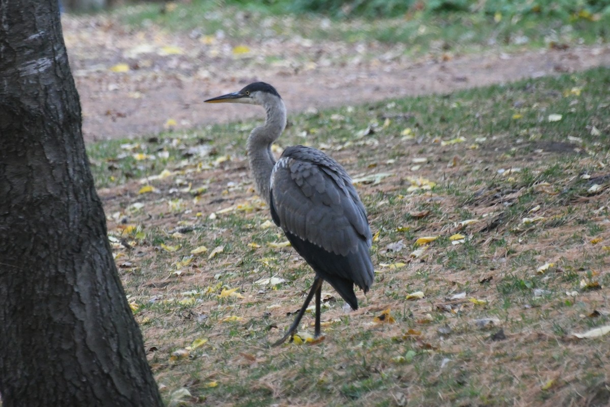 Great Blue Heron - ML646427258