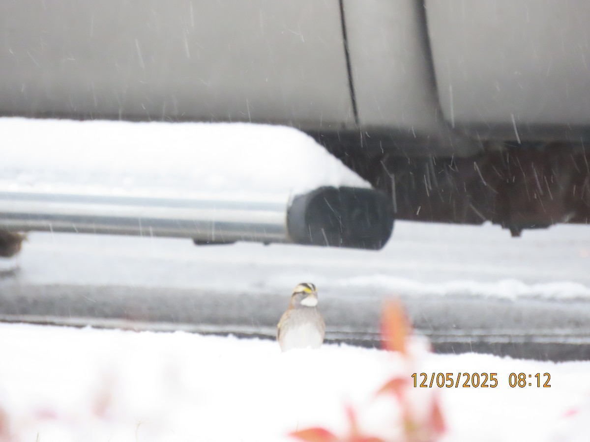 White-throated Sparrow - ML646427259