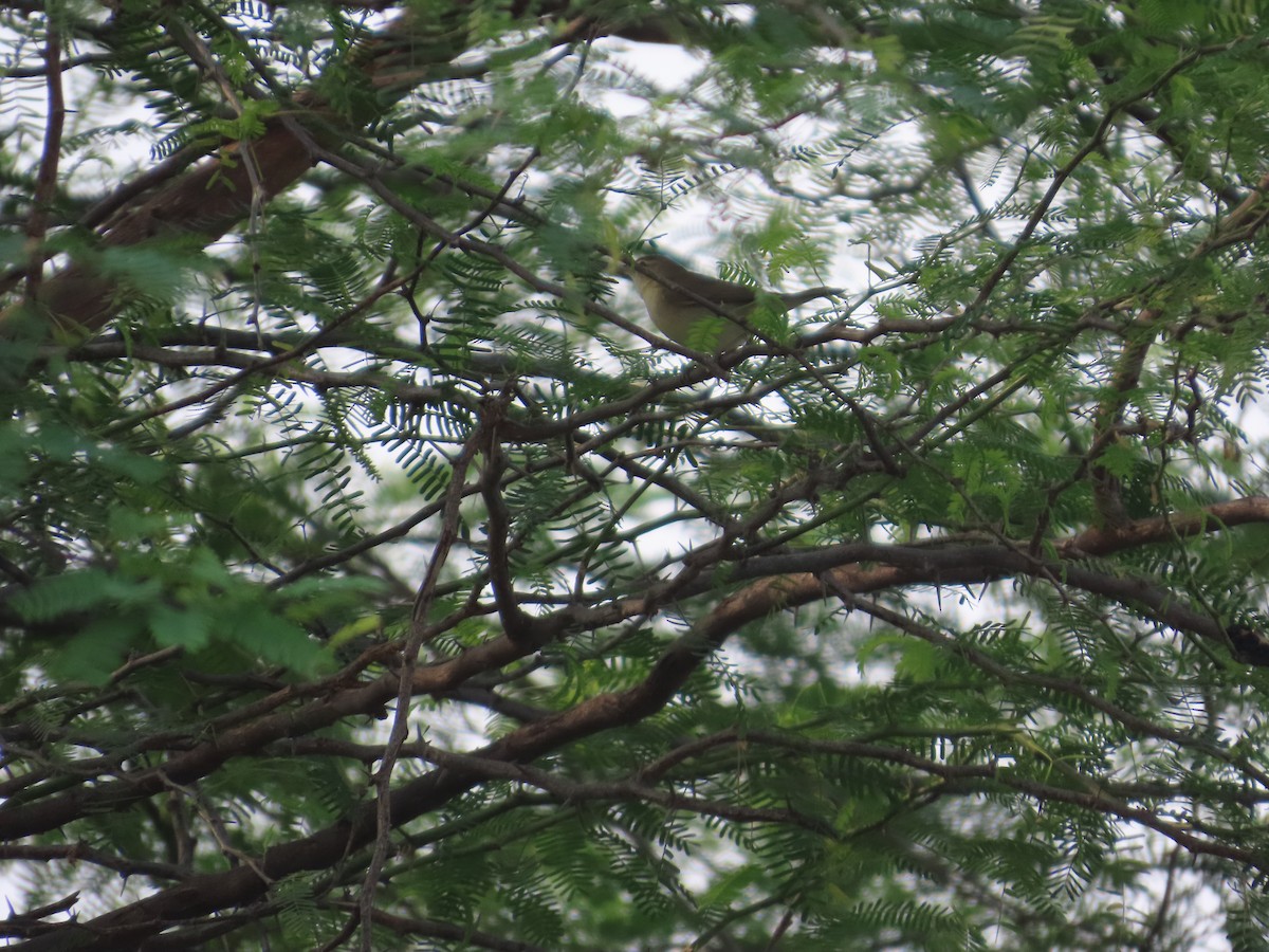 Booted Warbler - ML646427260