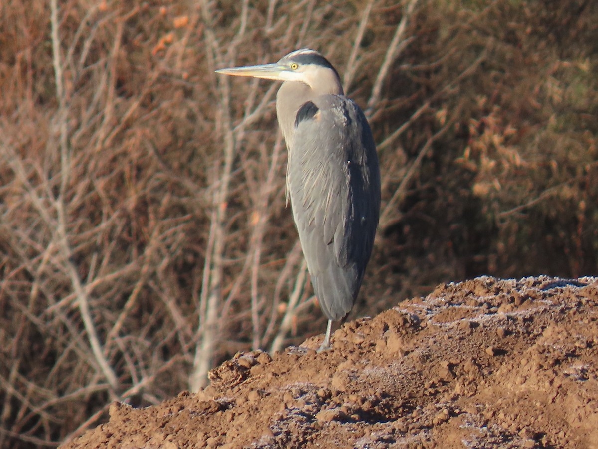 Great Blue Heron (Great Blue) - ML646427261