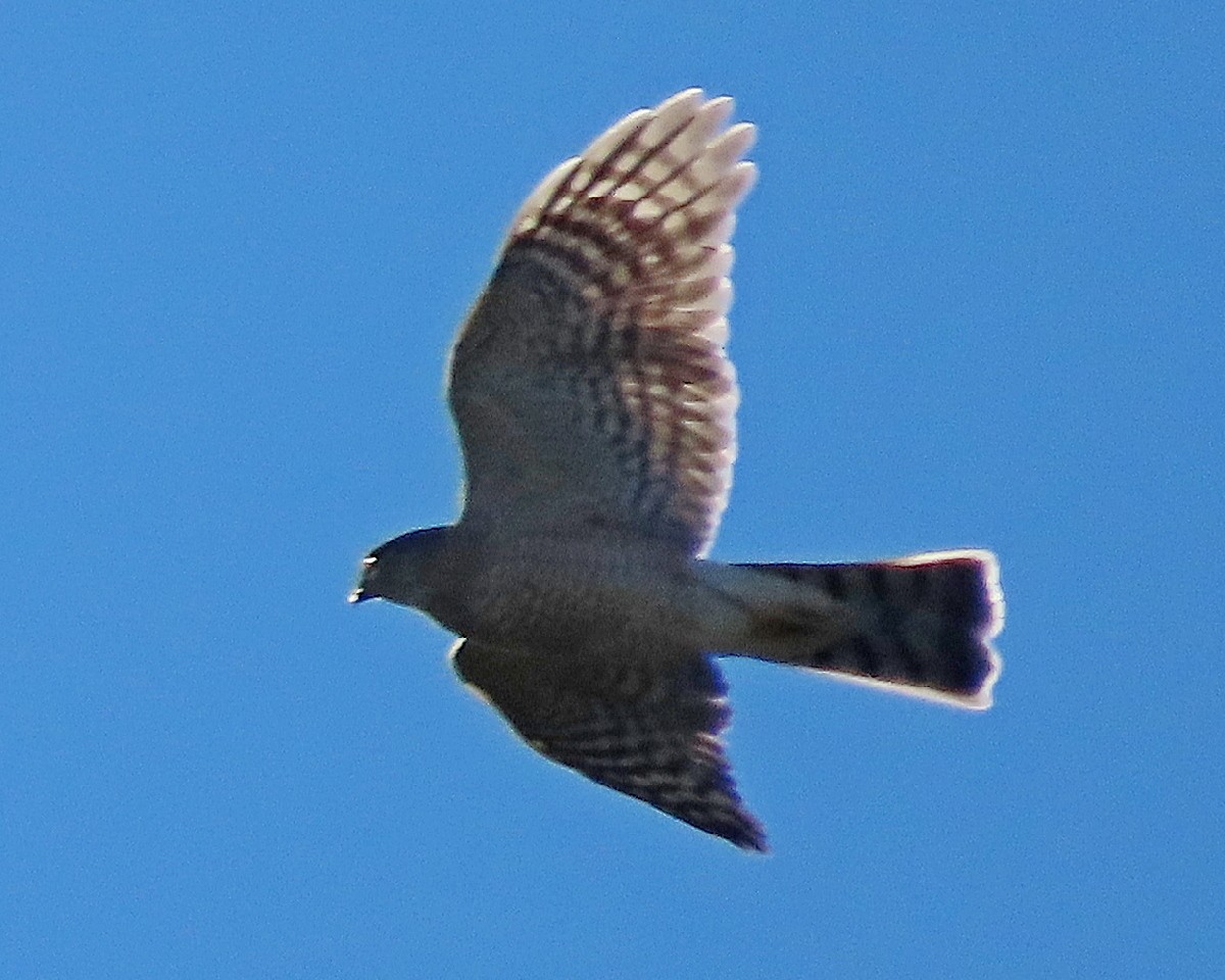Sharp-shinned Hawk - ML646427262