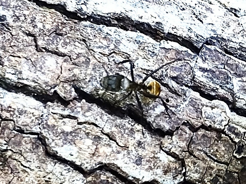 Shimmering Golden Sugar ant - ML646427263