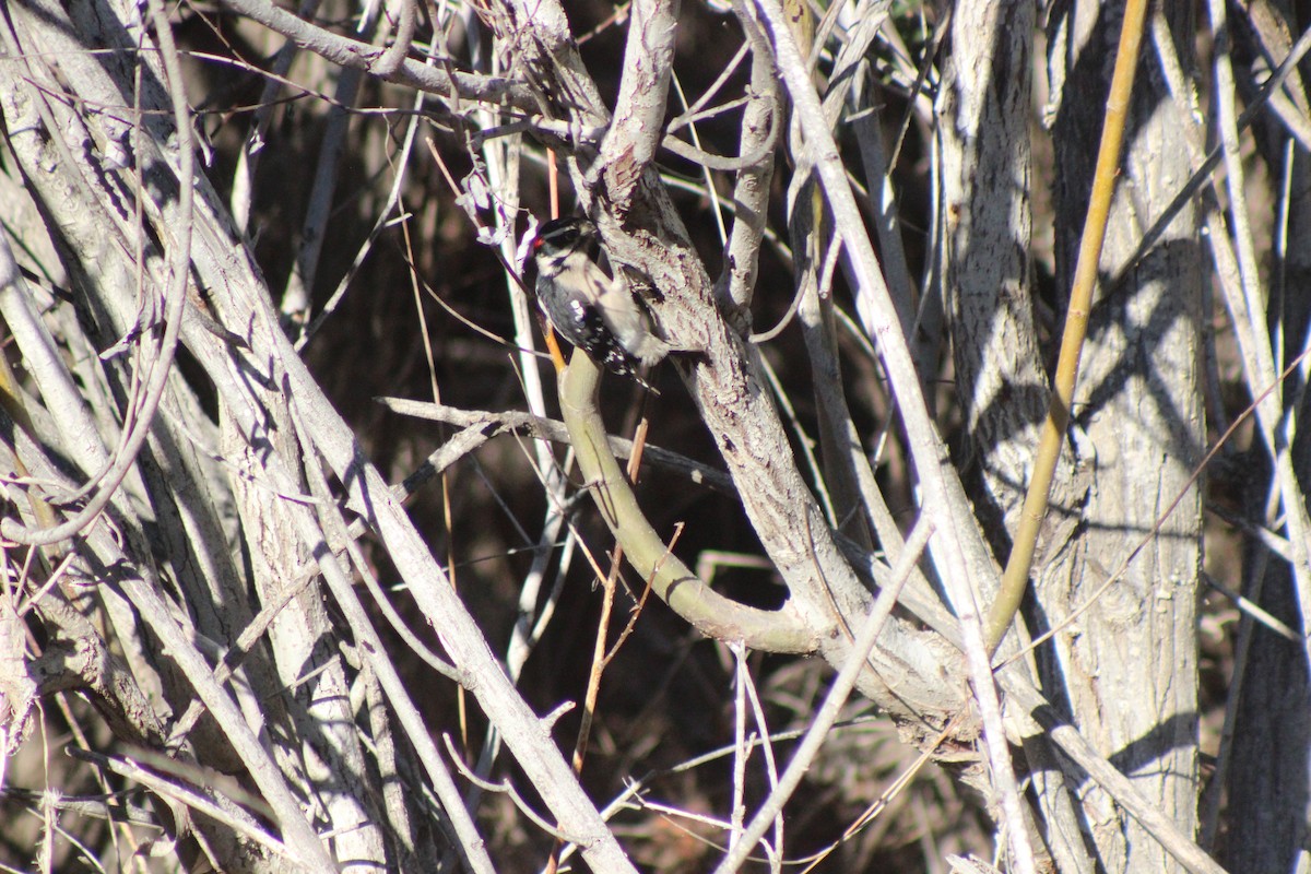 strakapoud osikový - ML646427264