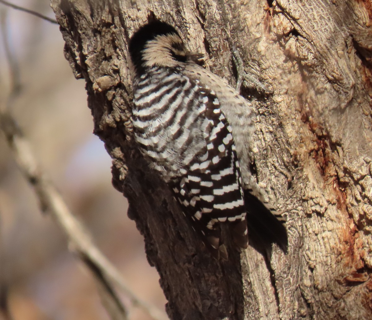 Ladder-backed Woodpecker - ML646427265