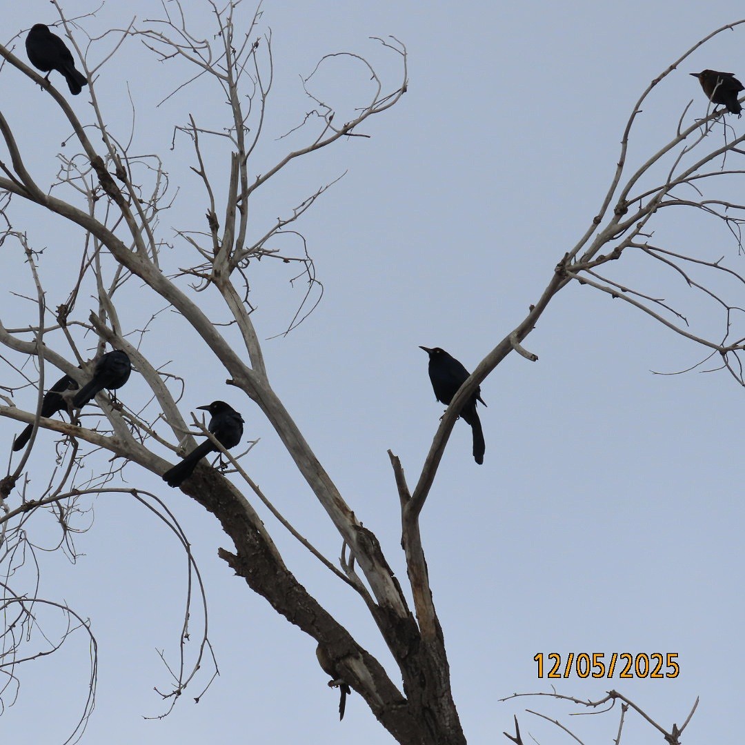 Great-tailed Grackle - ML646427266