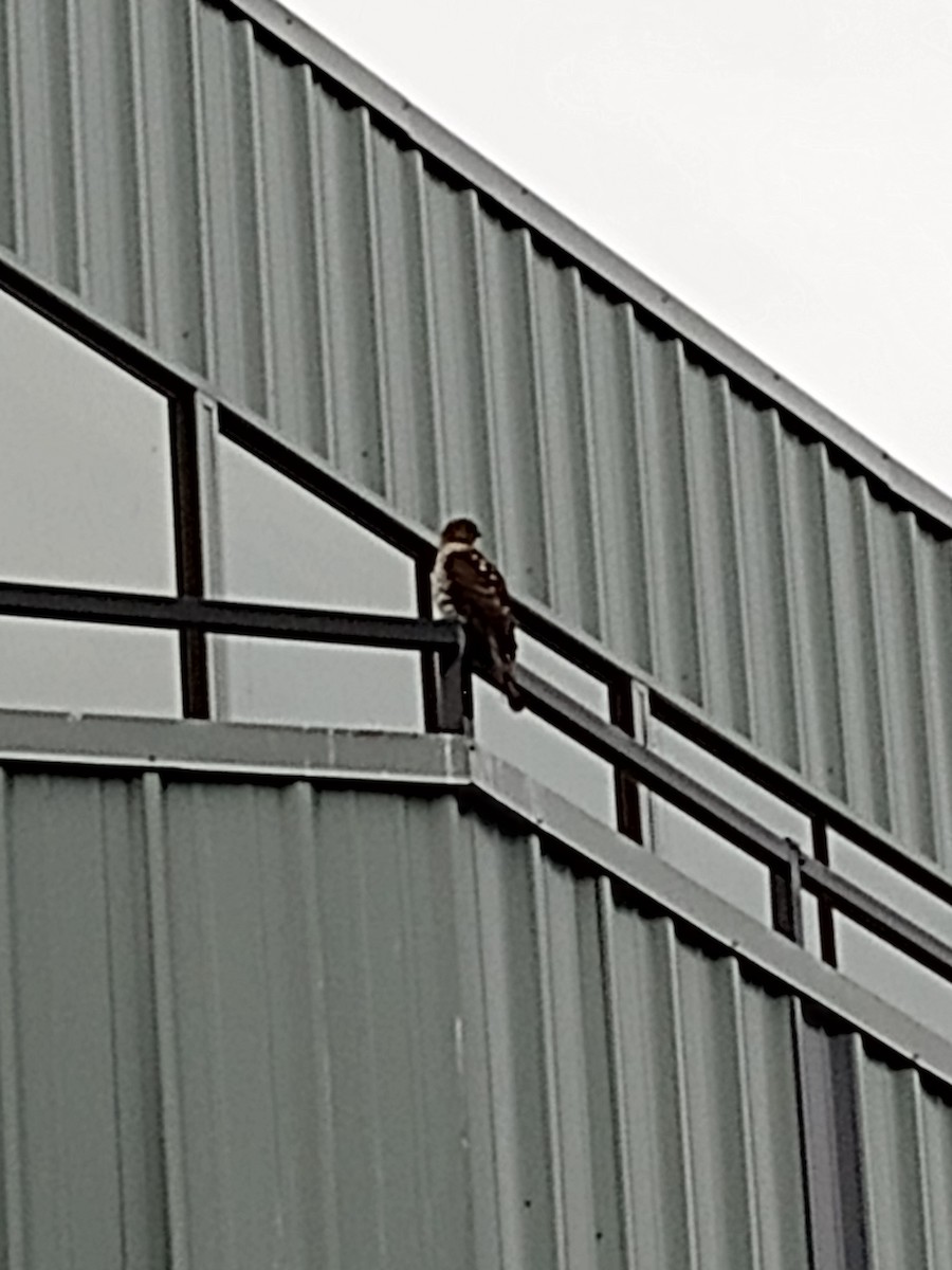 Cooper's Hawk - ML646427267