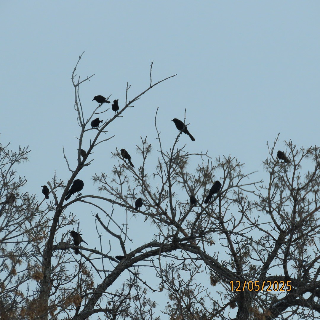 Great-tailed Grackle - ML646427268