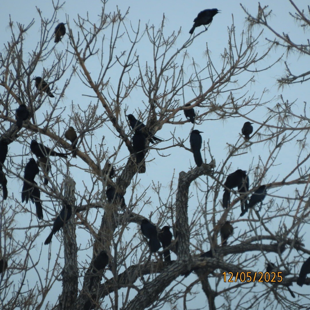 Great-tailed Grackle - ML646427269