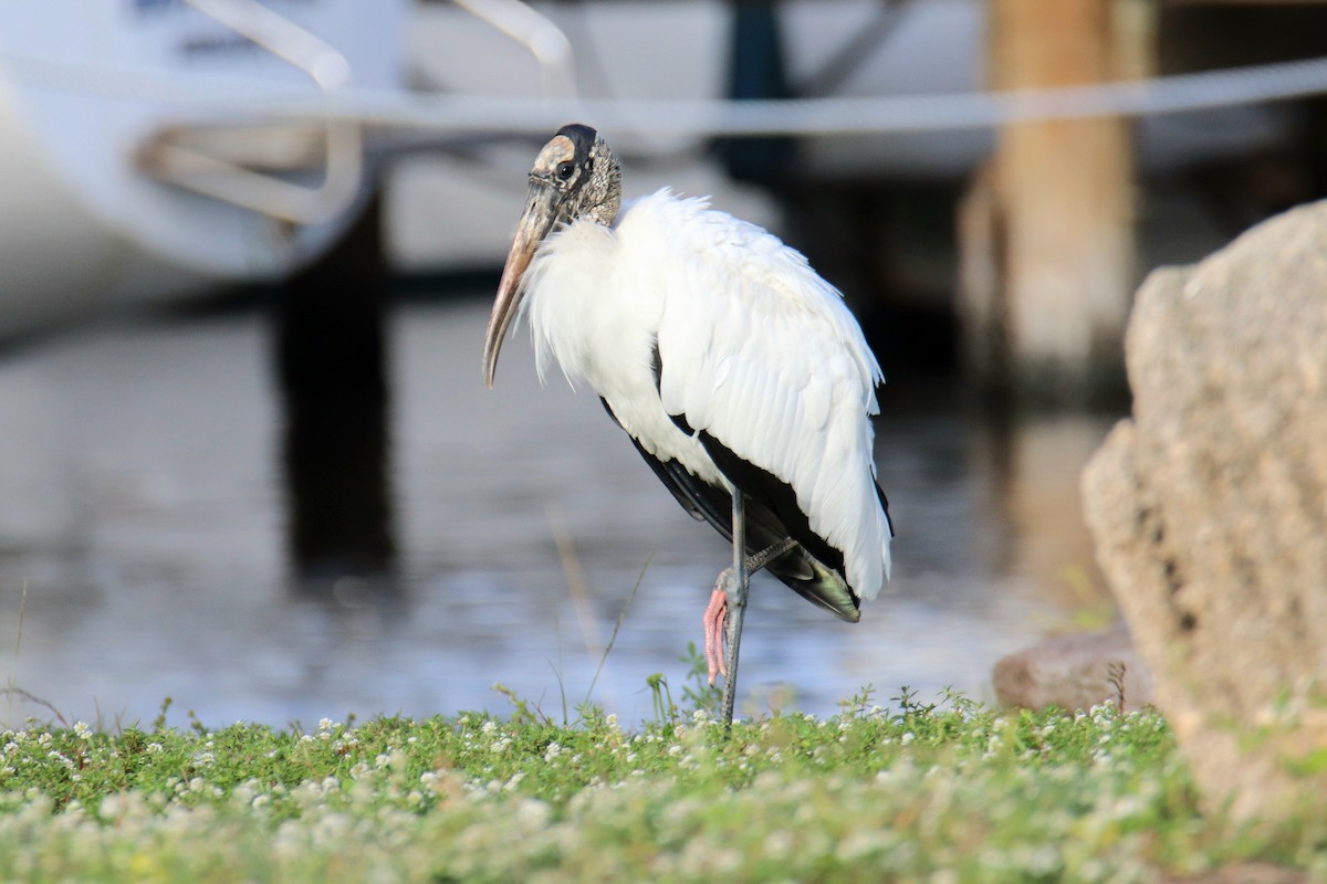 Wood Stork - ML646427270