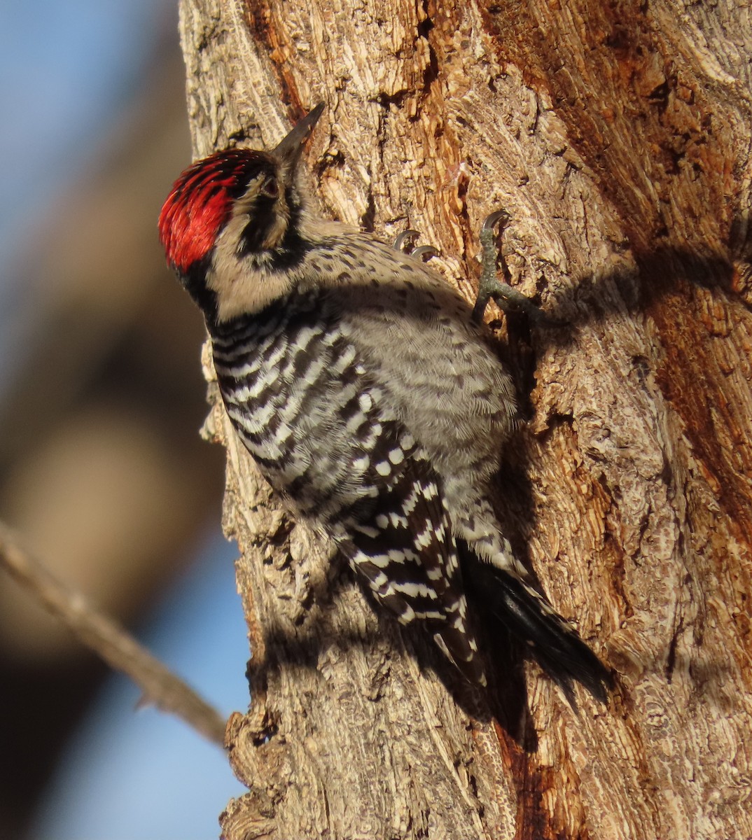 Ladder-backed Woodpecker - ML646427271