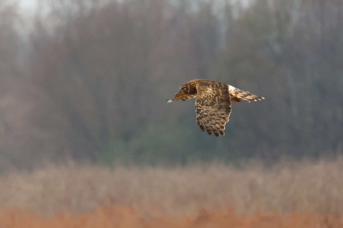 Northern Harrier - ML646427272