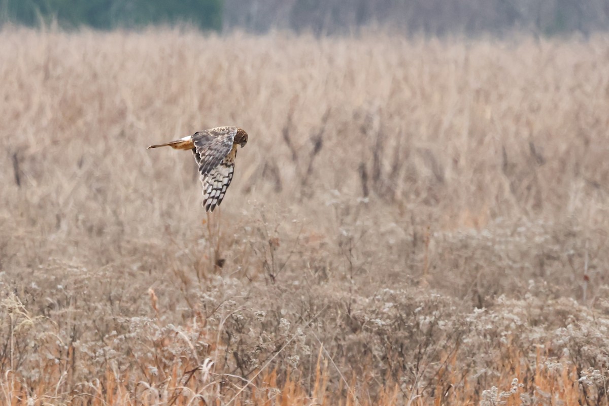 Northern Harrier - ML646427273