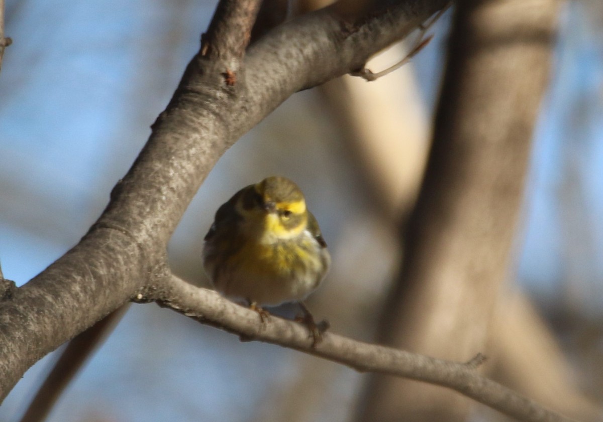 Townsend's Warbler - ML646427277