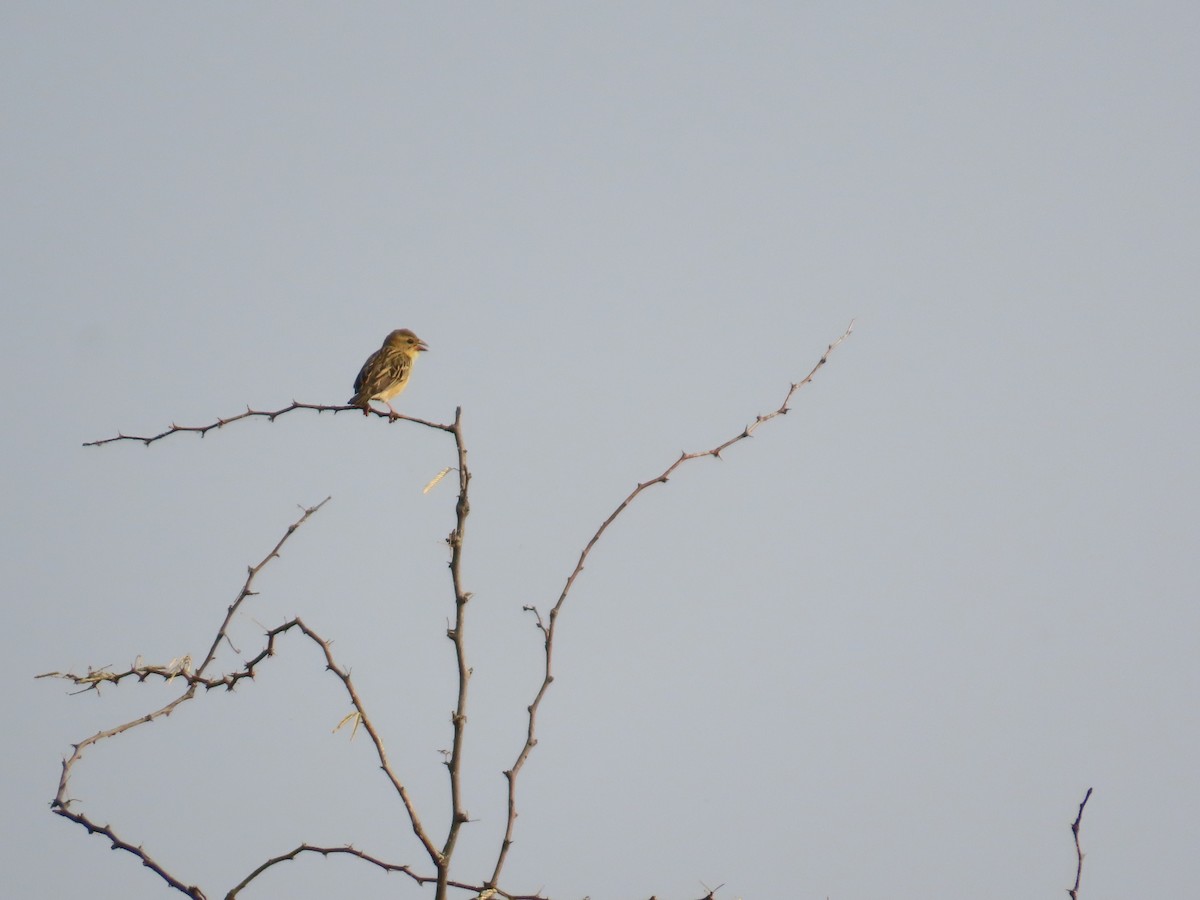 Baya Weaver - ML646427280