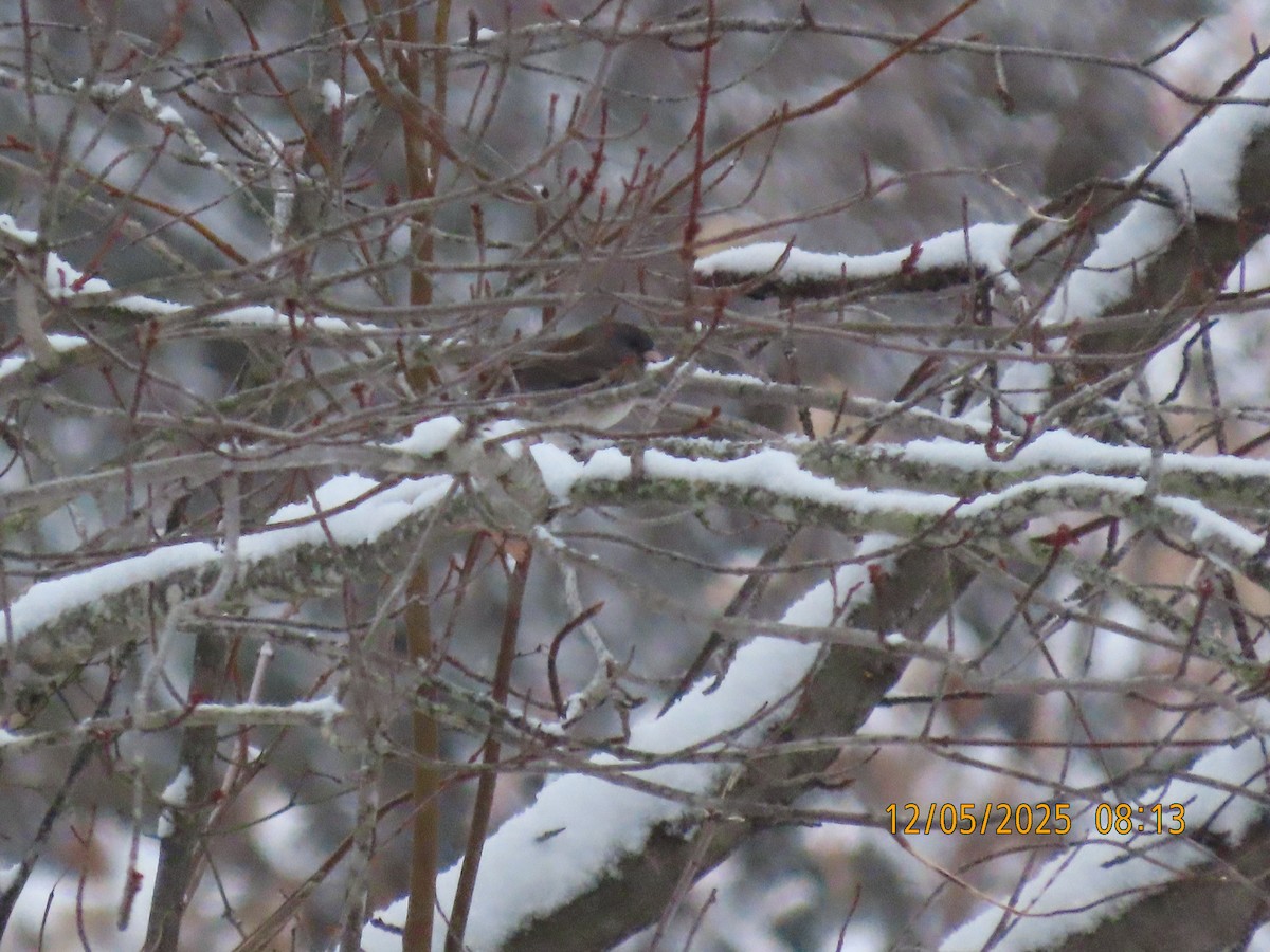 Dark-eyed Junco - ML646427281
