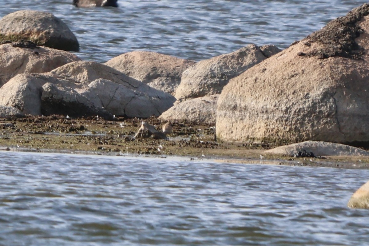 尖尾濱鷸 - ML646427284