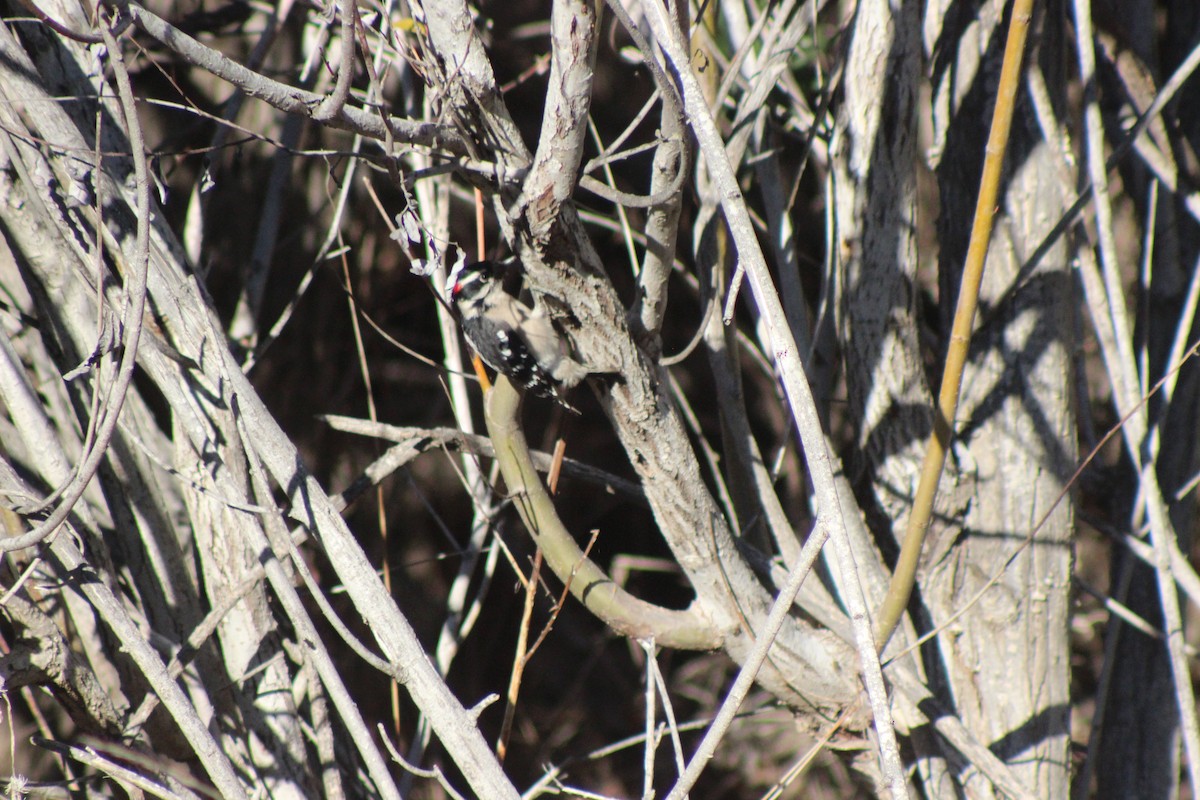 Downy Woodpecker - ML646427285