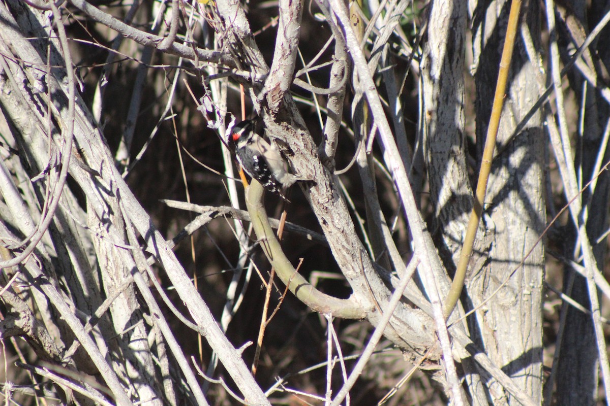 strakapoud osikový - ML646427286