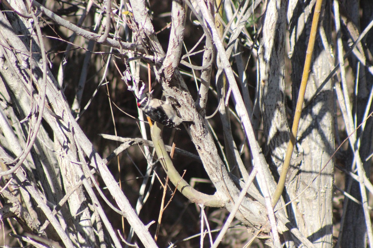 Downy Woodpecker - ML646427287