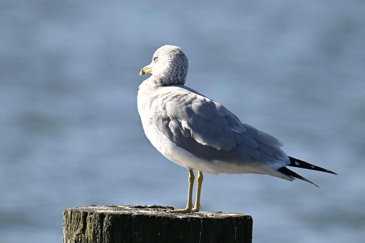 Ring-billed Gull - ML646427288