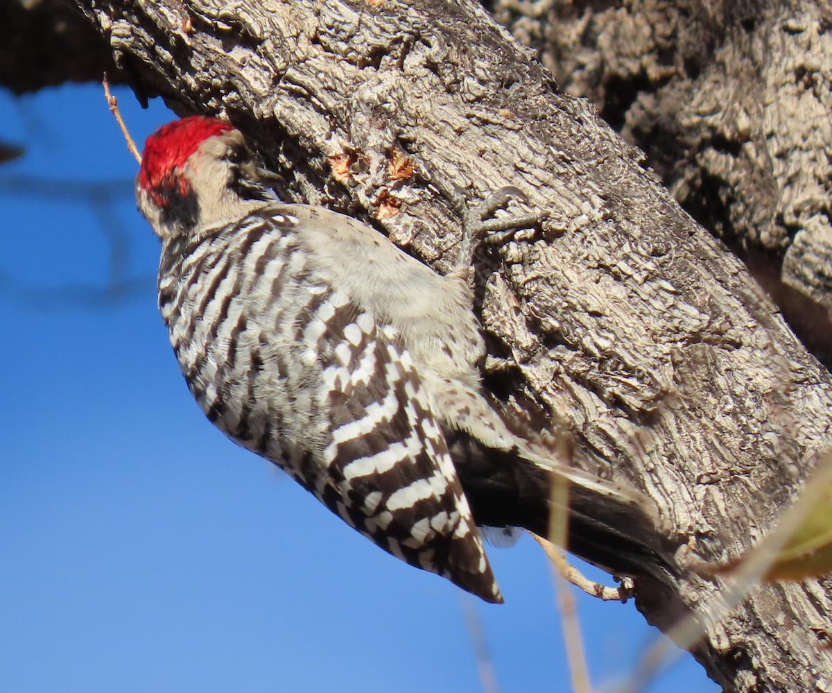 Ladder-backed Woodpecker - ML646427289