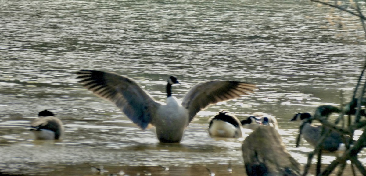 Canada Goose - ML646427290