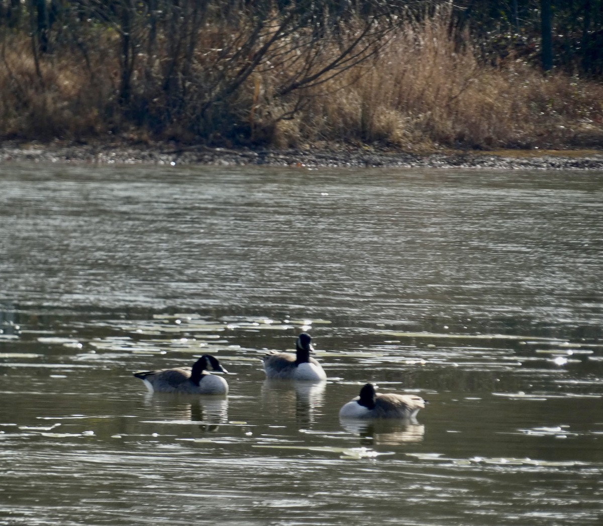Canada Goose - ML646427291