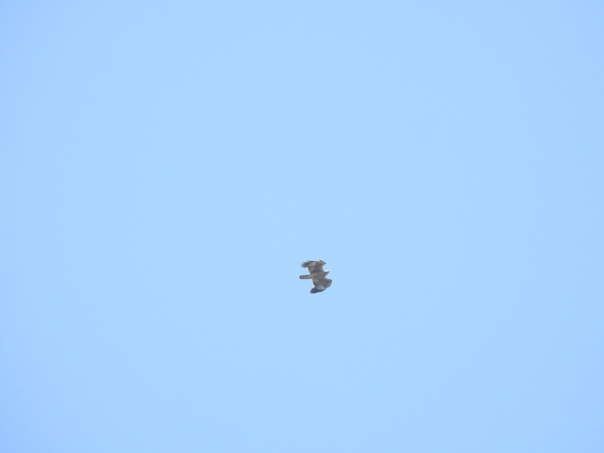 東方蜂鷹 - ML646427292