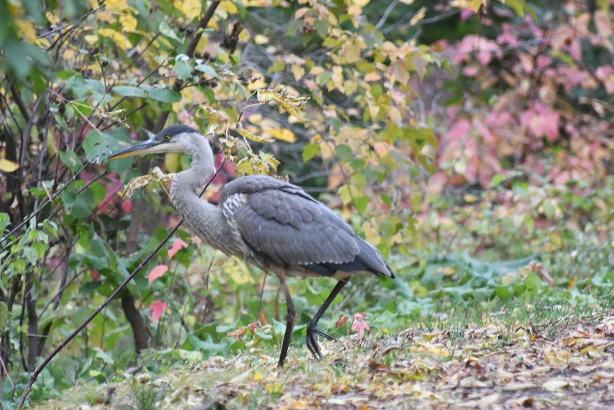 Great Blue Heron - ML646427293