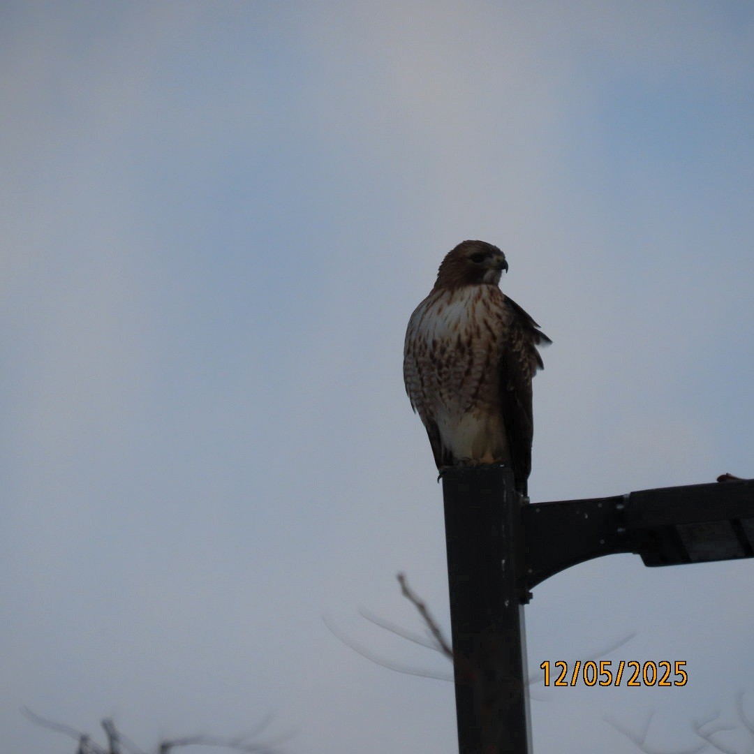 Red-tailed Hawk - ML646427295
