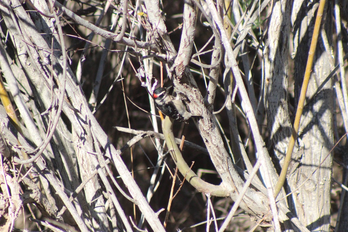 Downy Woodpecker - ML646427296