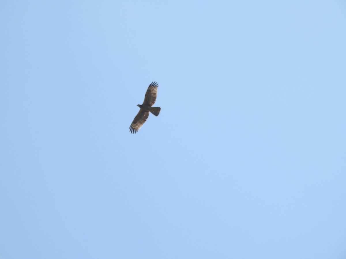 東方蜂鷹 - ML646427297