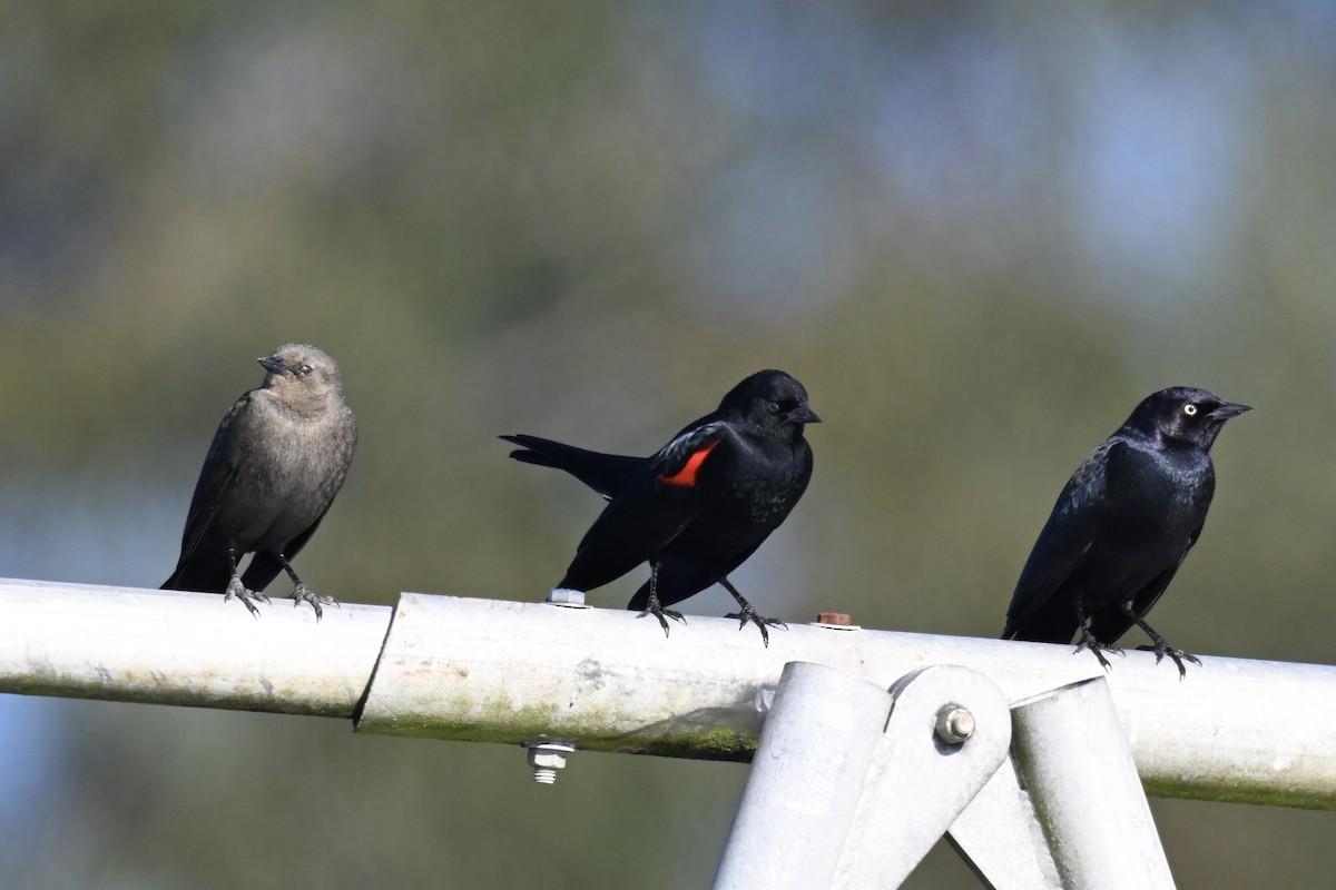 Red-winged Blackbird - ML646427298