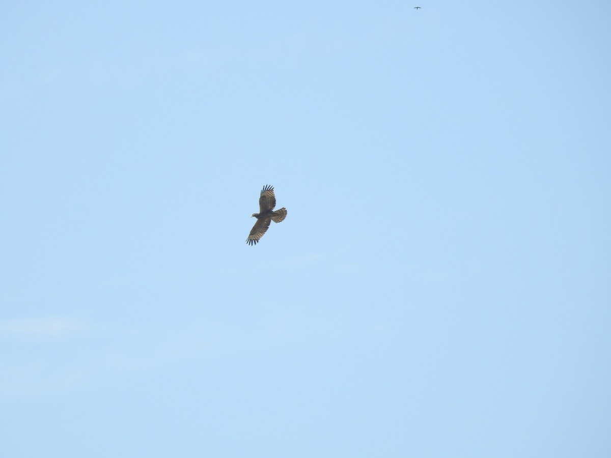 東方蜂鷹 - ML646427299