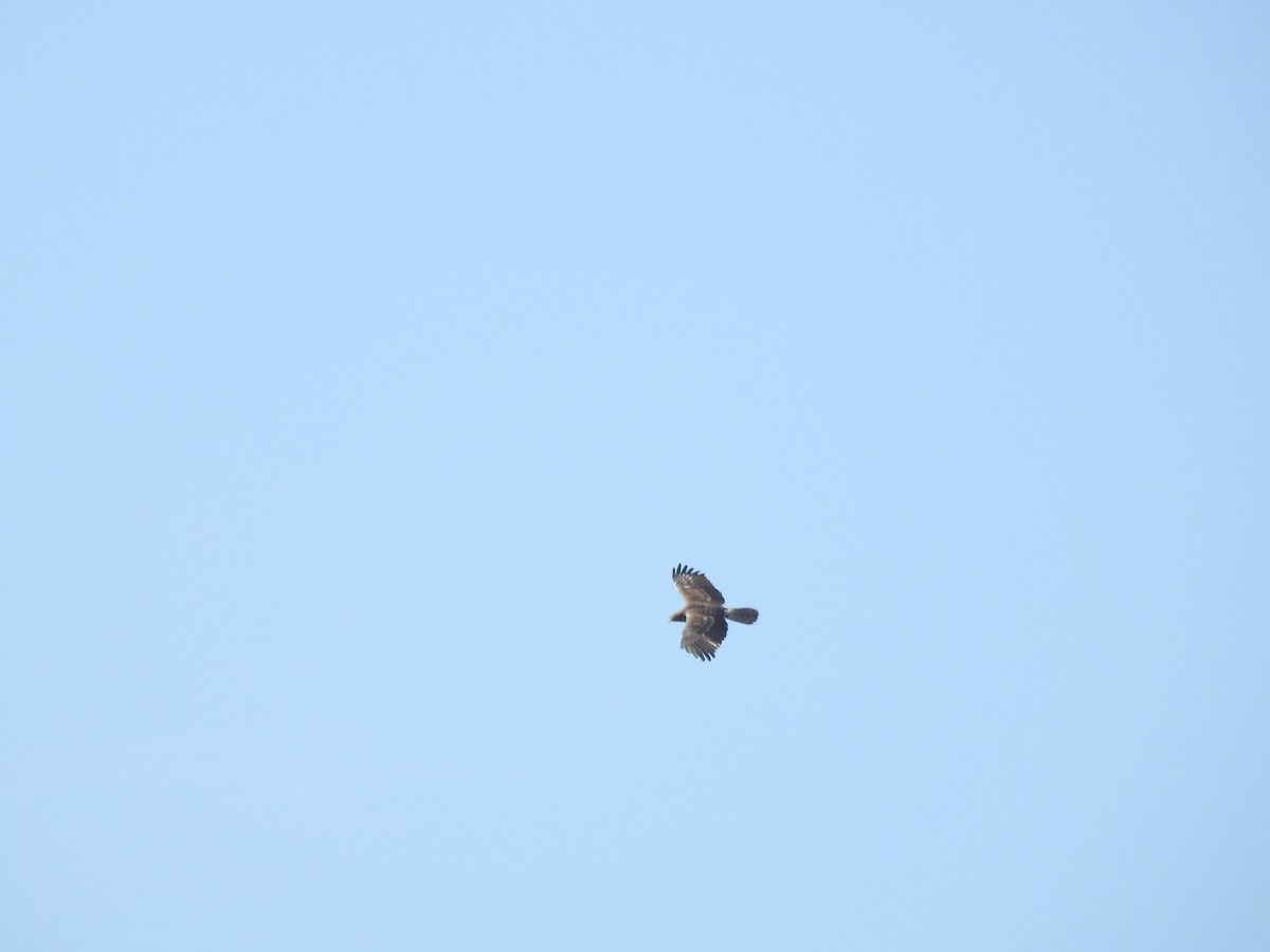 東方蜂鷹 - ML646427300