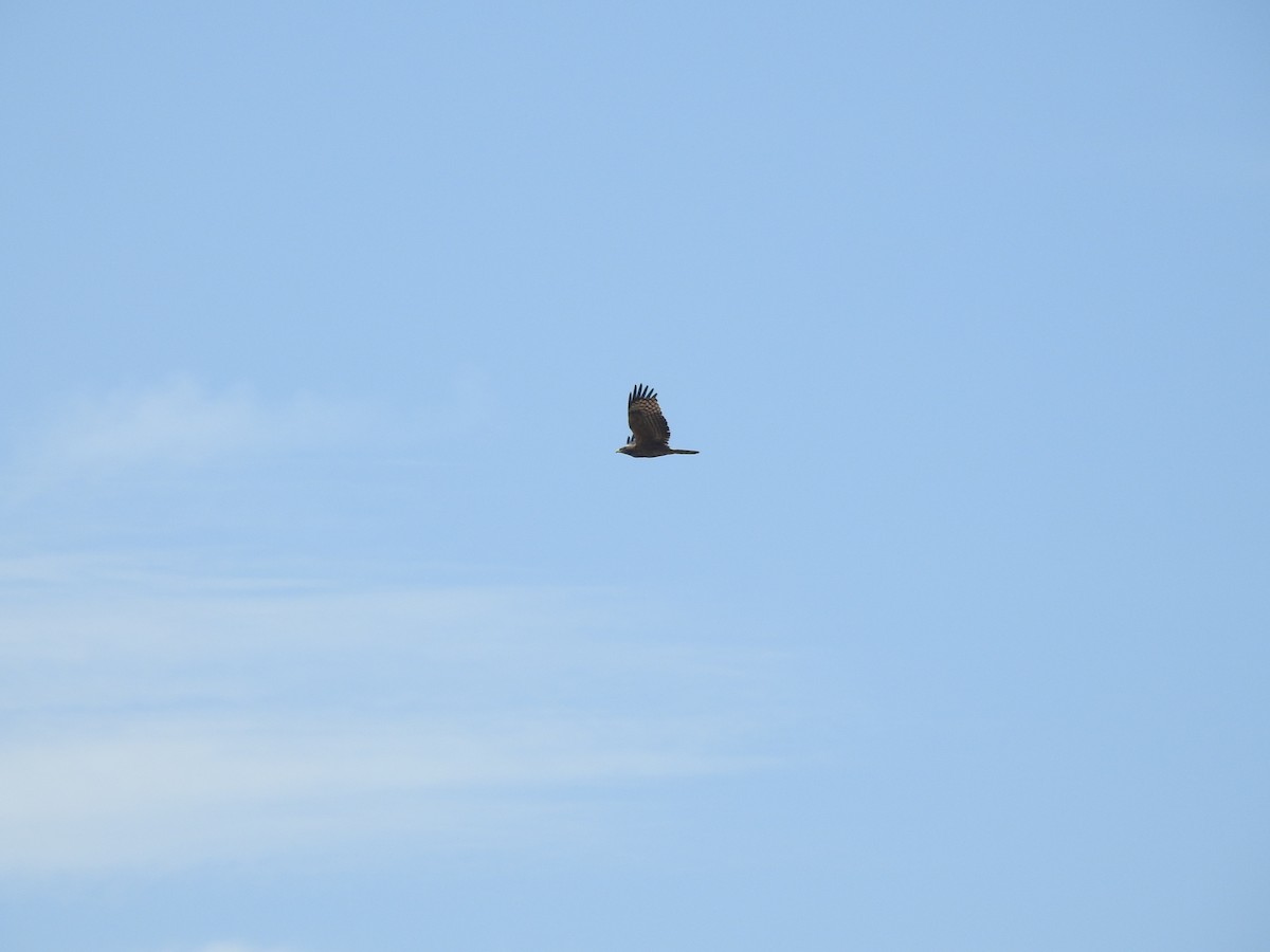 東方蜂鷹 - ML646427301